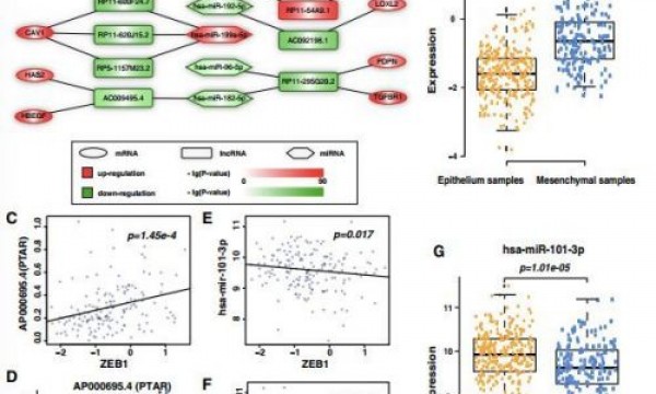 ceRNA套路解析：lncRNAs-miRNA-mRNA的爱恨情仇！ 
