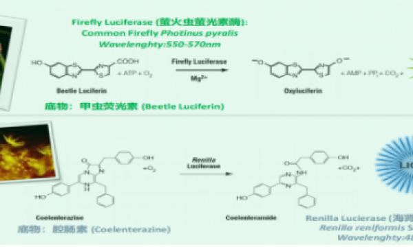 双荧光素酶报告基因检测服务