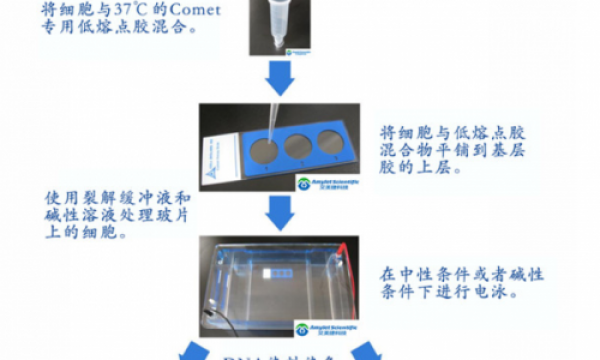 DNA损伤检测—你中意哪一个？