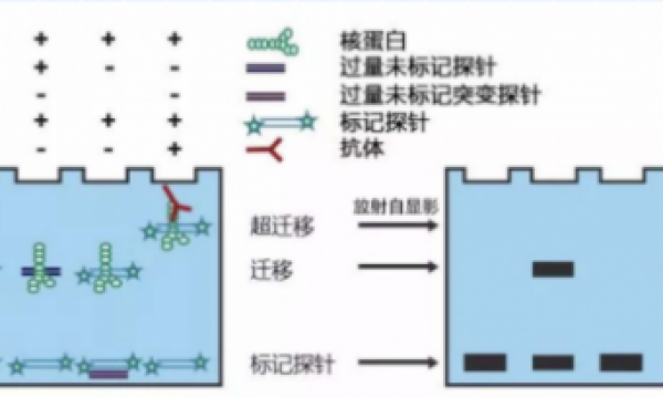 EMSA凝胶阻滞实验原理及应用解析