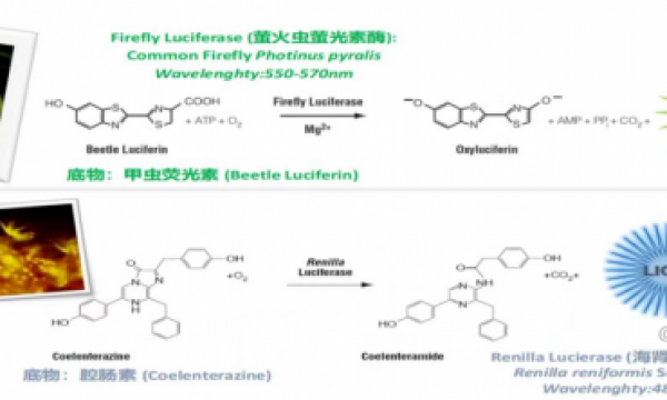 双荧光素酶实验原理及应用解析
