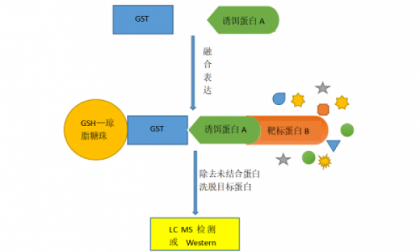 GST pull-down实验原理及应用解析