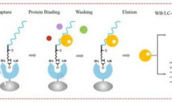 实验干货|RNA pull-down实验原理及应用解析