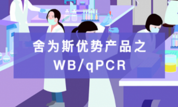 优势产品介绍------WB/qPCR