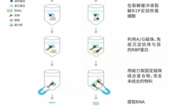 干货分享| RNA结合蛋白免疫沉淀（RIP）实验原理及报告解析