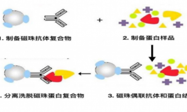 实验干货|免疫共沉淀（CoIP）实验原理及应用