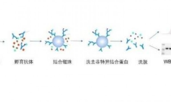 同是证明蛋白间直接互作，GST pull-down和CoIP有何区别？实验结果该如何解读？