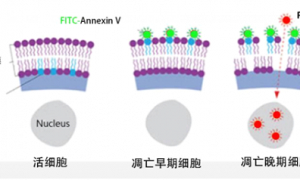实验干货|如何用Annexin V/PI法做好细胞凋亡检测