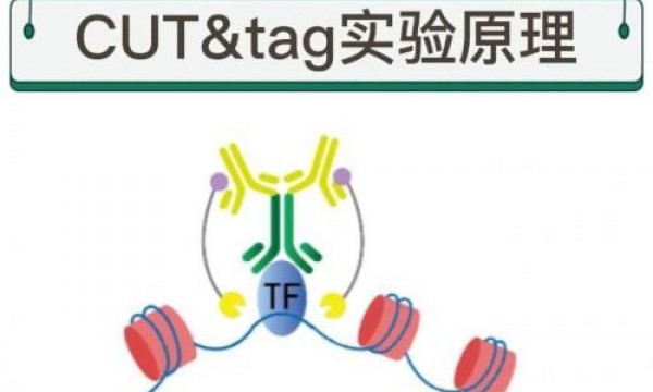 CUT&Tag技术的实验流程与注意事项