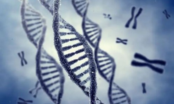 【实验干货】（EMSA)蛋白-DNA互作凝胶迁移实验原理及应用